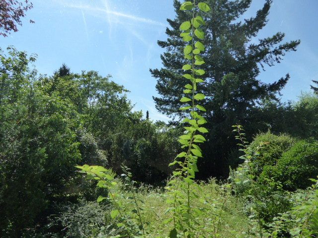 Renovierungsbedürftige Doppelhaushälfte am Goetheturm image 2